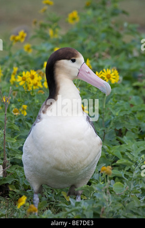 Les Albatros à queue courte, Phoebastria albatrus, sur l'atoll de Midway Banque D'Images