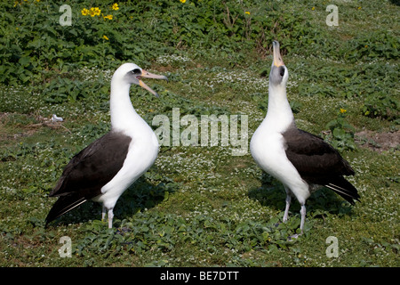 Paire d'albatros Laysan courrant sur l'atoll Midway Banque D'Images