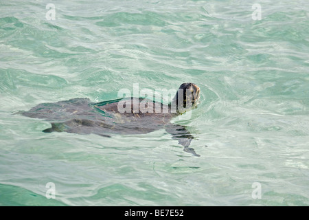 Tortue de mer verte hawaïenne, surexposée pour respirer dans l'océan Pacifique à l'atoll Midway. Chelonia mydas, Banque D'Images