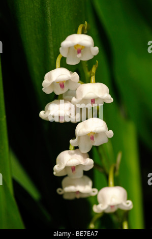 Le muguet (Convallaria majalis) Banque D'Images