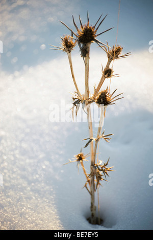 Chardon morts dans la neige Banque D'Images