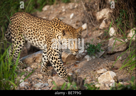 Leopard (Panthera pardus), Sabi Sands, parc national Kruger, Afrique du Sud Banque D'Images