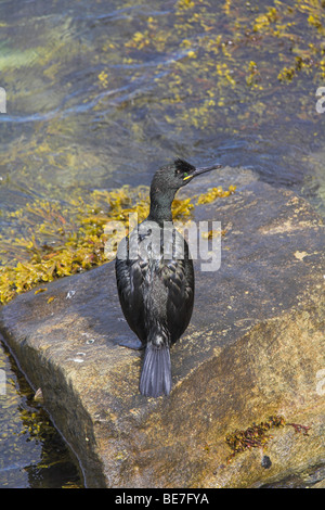 European Shag Phalacrocorax aristotelis perché sur la roche le long du littoral à Largs, Northumberland, en juin. Banque D'Images