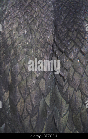 European Shag Phalacrocorax aristotelis close-up de l'extension et à l'arrière des plumes dans le Northumberland, au Royaume-Uni en juin. Banque D'Images