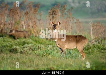 Nyala de montagne (Tragelaphus buxtoni), Bale Mountains National Park, Ethiopie Banque D'Images