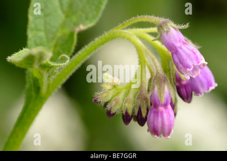 Fleurs de consoude (Symphytum officinalis), England, UK Banque D'Images