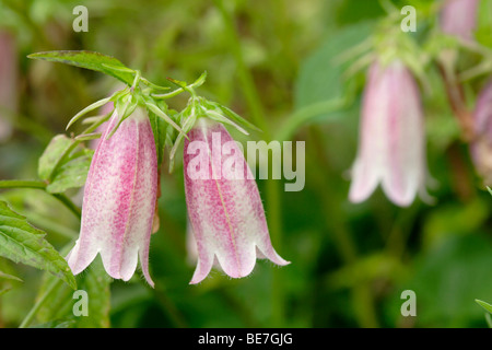 La campanule (Campanula takesimana -) 'Elizabeth' Banque D'Images