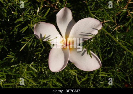 Plumeria fleurs sur l'herbe Banque D'Images