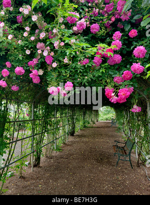 Tunnel de rosiers grimpants. Heirloom Gardens. St Paul, Oregon Banque D'Images