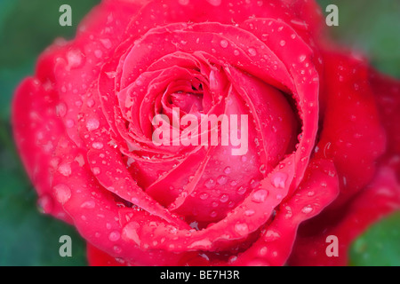 Close up d'Alec's Red Rose. Heirloom Gardens, St Paul, Oregon Banque D'Images