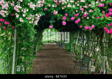 Tunnel de rosiers grimpants. Heirloom Gardens. St Paul, Oregon Banque D'Images