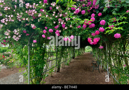 Tunnel de rosiers grimpants. Heirloom Gardens. St Paul, Oregon Banque D'Images