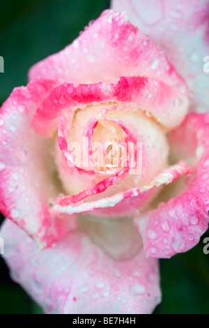 Close up of Helen Naude Rose après la pluie de l'automne. Heirloom Gardens, St Paul, Oregon. Banque D'Images