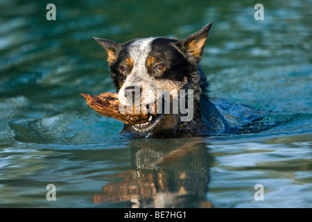 Australian Cattle Dog natation, exerçant son bâton dans la bouche Banque D'Images