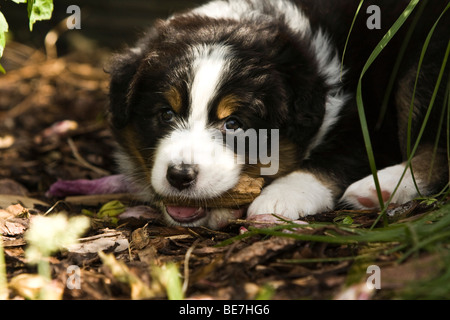 Petit chiot berger australien, l'os à mâcher Banque D'Images