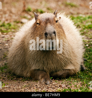 Capybara ou l'eau du porc (Hydrochoerus hydrochaeris) Banque D'Images