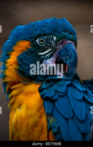 Blue-throated Macaw (Ara glaucogularis) Banque D'Images