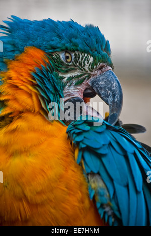 Blue-throated Macaw (Ara glaucogularis) Banque D'Images