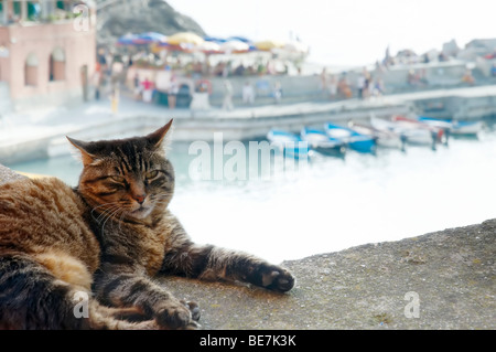 Un chat repose sur un mur donnant sur le port à Vernazza La Spezia, Ligurie, dans le nord-ouest de l'Italie. Banque D'Images