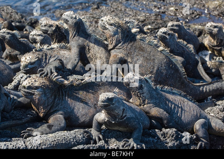 L'Équateur, Îles Galápagos, l'île de Fernandina, Punta Espinoza, iguanes marins (Amblyrhynchus cristatus) Banque D'Images