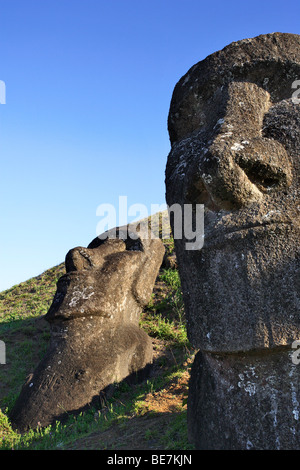 Le Chili, l'île de Pâques, Rapa Nui, moai généraux concernant les pentes du cratère du Rano Raraku Banque D'Images