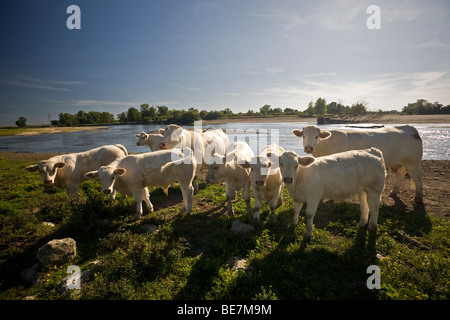 Une race de vaches charolaises au bord de l'Allier (Allier). Elevage extensif de bovins charolais au bord de l'Allier Banque D'Images