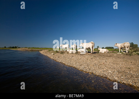 Une race de vaches charolaises au bord de l'Allier (Allier). Elevage extensif de bovins charolais au bord de l'Allier Banque D'Images