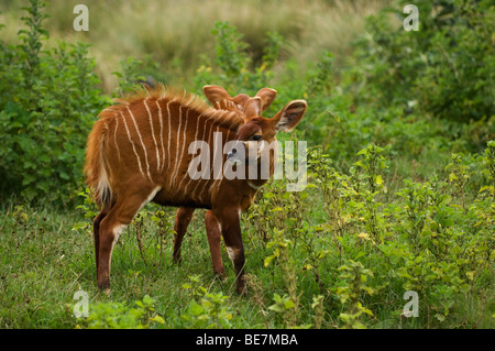 Bongo, Tragelaphus euryceros, Mont Kenya, Kenya Banque D'Images