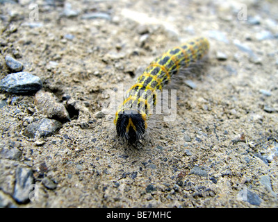 Buff Caterpillar-Rameau Phalera bucephala Larve Banque D'Images