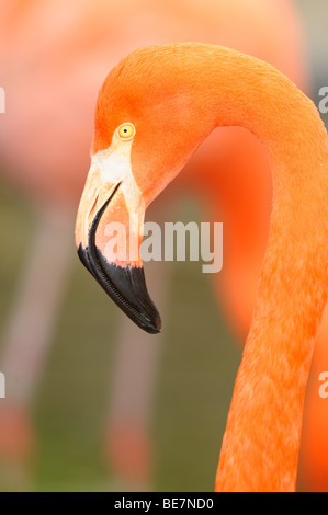 Flamant des Caraïbes rouge close-up head détail Banque D'Images