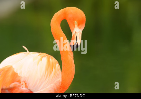 Flamant des Caraïbes rouge close-up head détail Banque D'Images