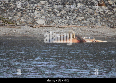 L'ours polaire récupère une baleine échouée à Svalbard Banque D'Images