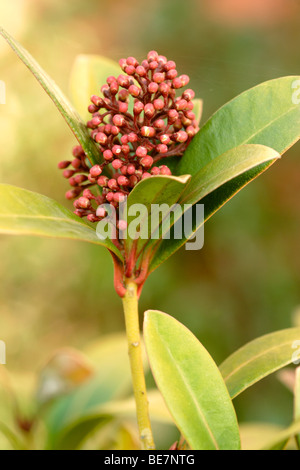 Skimmia japonica 'Rubella' en bouton , England UK Banque D'Images