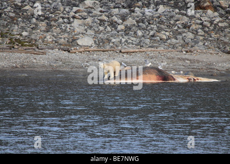 L'ours polaire récupère une baleine échouée à Svalbard Banque D'Images