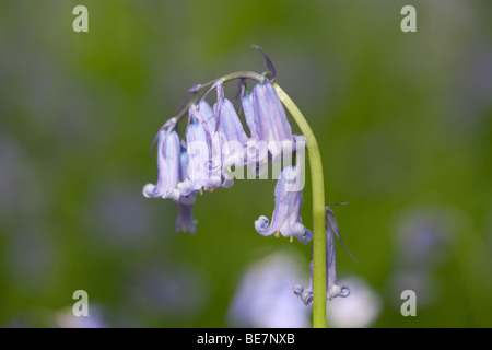 Bluebell à Sussex woodland Banque D'Images