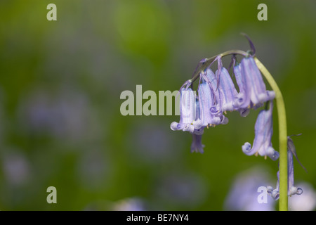 Bluebell à Sussex woodland Banque D'Images