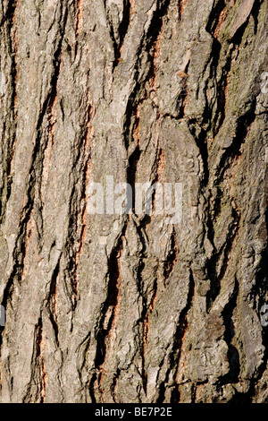 L'écorce des arbres close up Banque D'Images