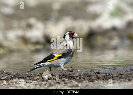 Chardonneret élégant (Carduelis carduelis) se percher près de l'eau Banque D'Images