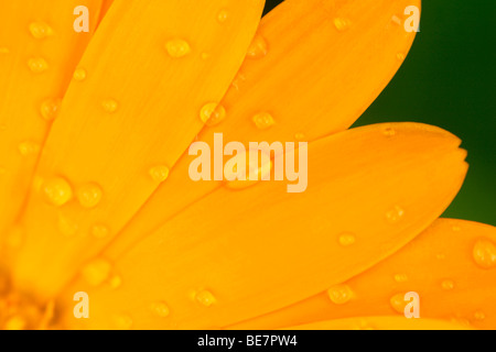 Les gouttelettes d'eau sur les pétales de souci (Calendula officinalis) 'daisy' mai Banque D'Images