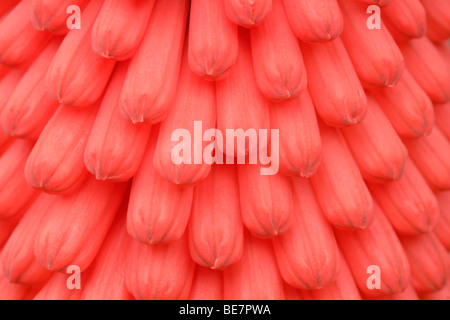 Kniphofia uvaria flower close up Banque D'Images