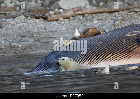 L'ours polaire récupère une baleine échouée à Svalbard Banque D'Images