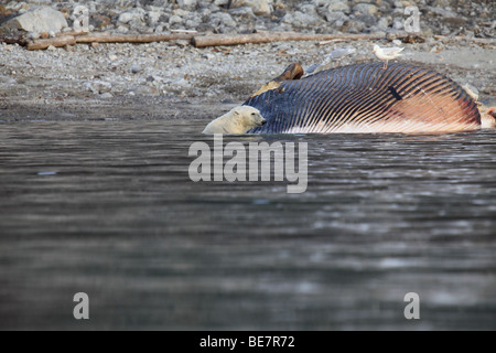 L'ours polaire récupère une baleine échouée à Svalbard Banque D'Images