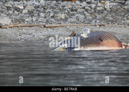 L'ours polaire récupère une baleine échouée à Svalbard Banque D'Images