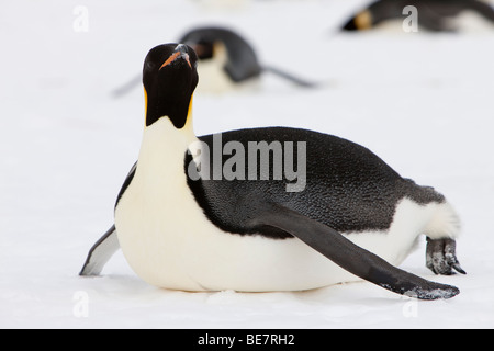 Close up sauvages présentent des profils Manchot Empereur la luge sur glace neige ailes déployées à la tête d'établir le contact visuel, fond blanc dans l'Antarctique Banque D'Images