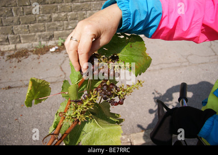 Les raisins de Pinot Grigio échantillonnage abandonné par un exploitant, sur la Route des Vins du Luxembourg, Luxembourg, Luxembourg Moselle Banque D'Images