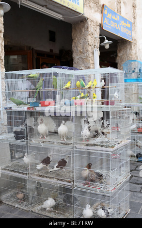 Une vue sur le marché du PET dans Souq Waqif, Qatar, où des centaines d'oiseaux en captivité et d'autres animaux sont en vente Banque D'Images