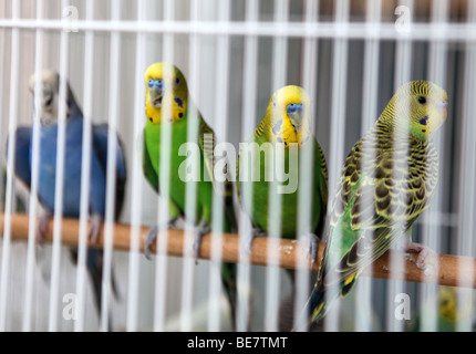 La Perruche ondulée en cage au marché du PET dans le Qatar Souq Waqif dans la capitale, Doha Banque D'Images