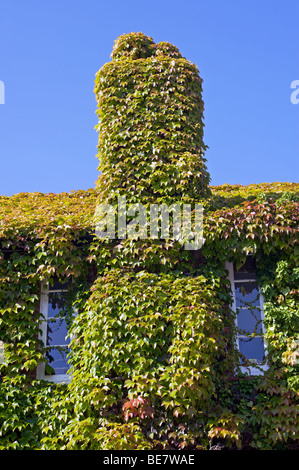 Couverte de lierre, Rogue, Suffolk, UK. Banque D'Images