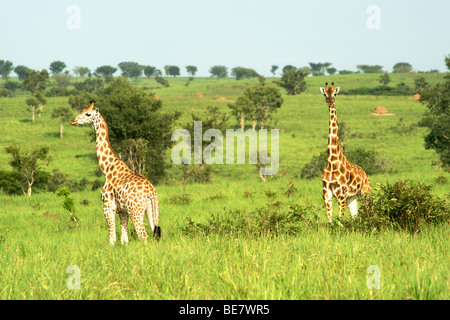 Les Girafes dans Murchison Falls National Park dans l'Ouganda. Banque D'Images