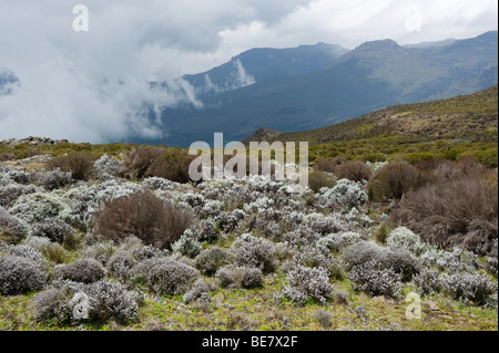 Lande afro-alpine à 4000m d'altitude, plateau de Sanetti, Bale Mountains National Park, Ethiopie Banque D'Images